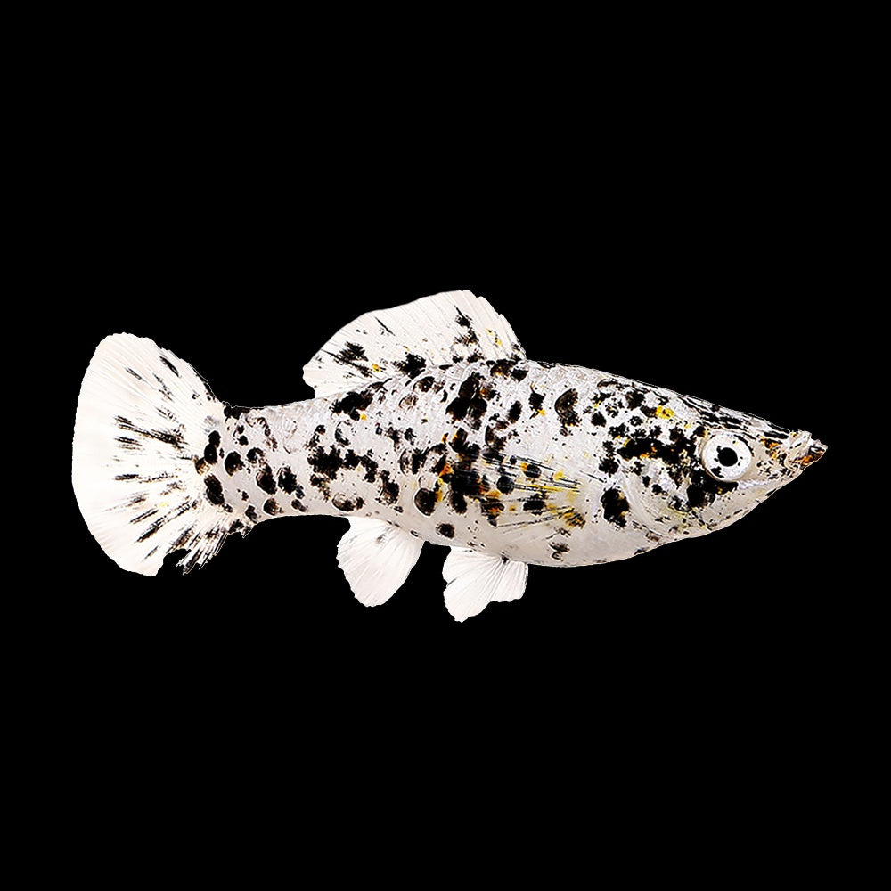 Molly Dalmatian  (Poecilia Sphenops)