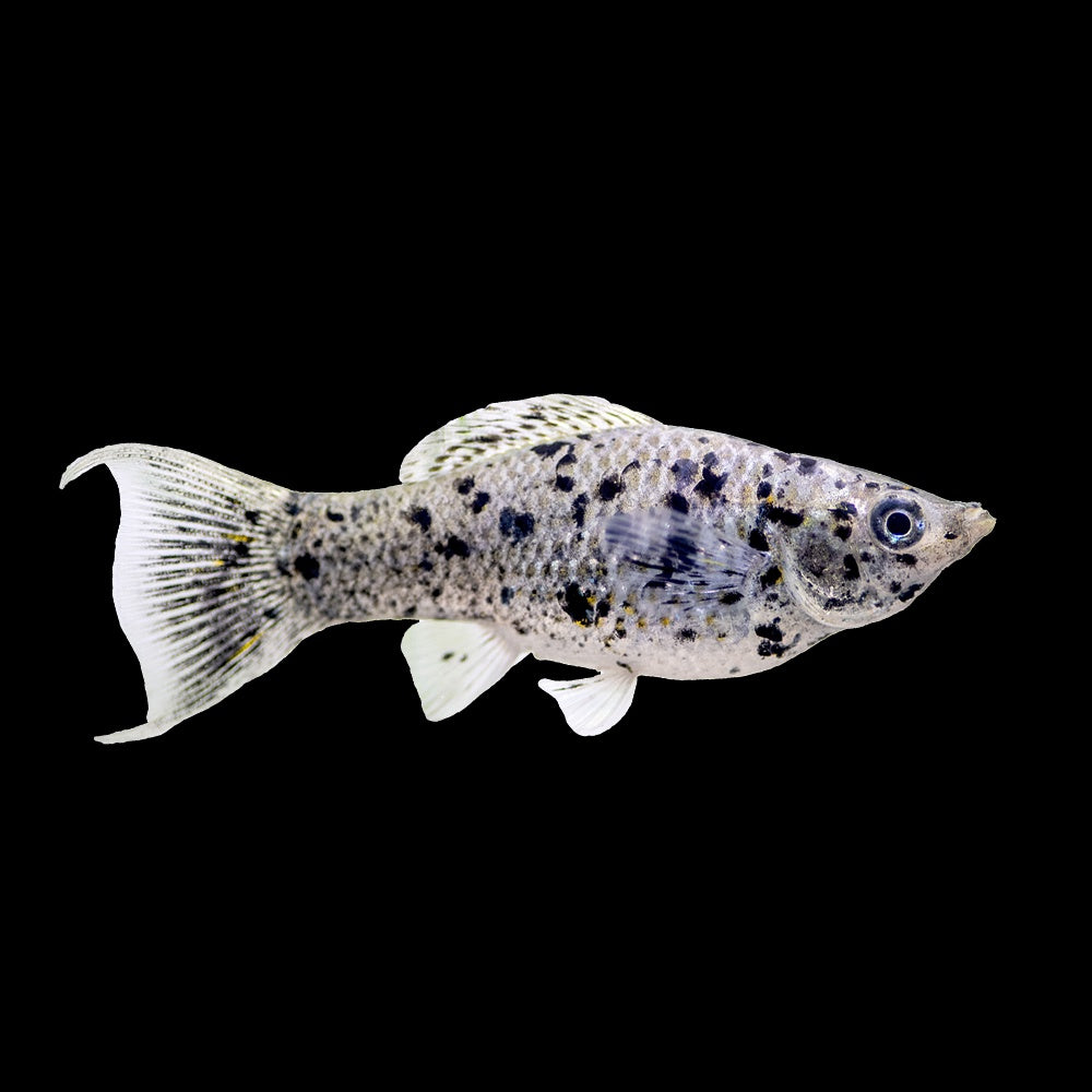 Molly Lyretail Dalmatian  (Poecilia Sphenops)