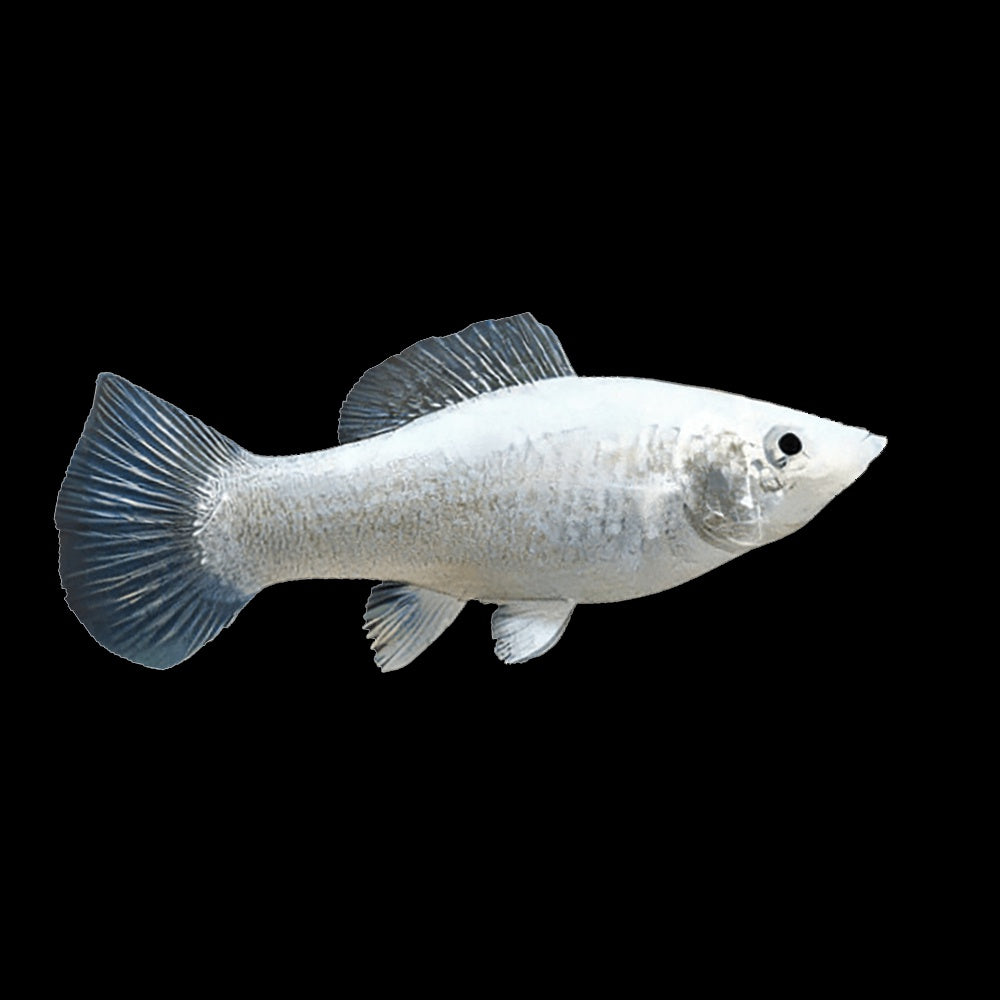 Molly Silver  (Poecilia Sphenops)