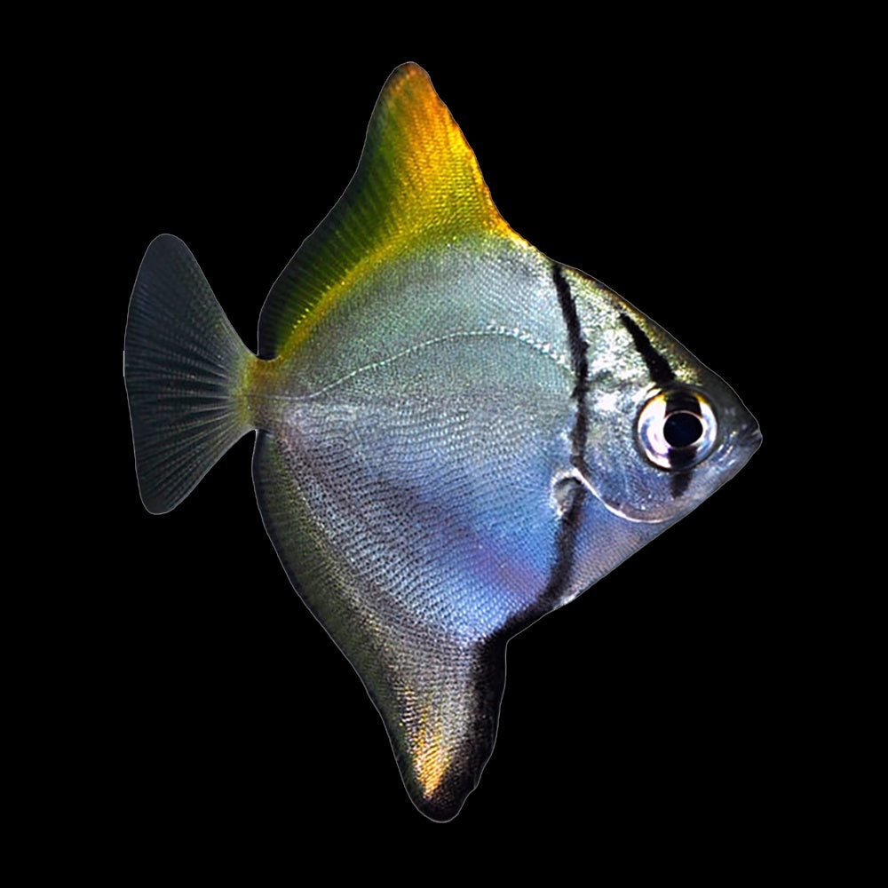 Mono Argent (Monodactylus Argenteus)