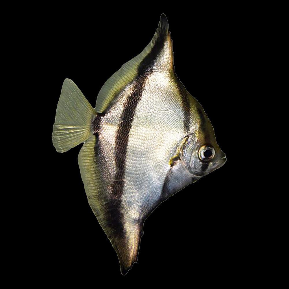 Mono Sebae (Monodactylus Sebae)
