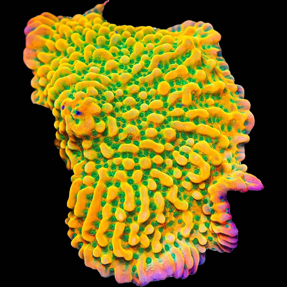 Montipora Beach Bum