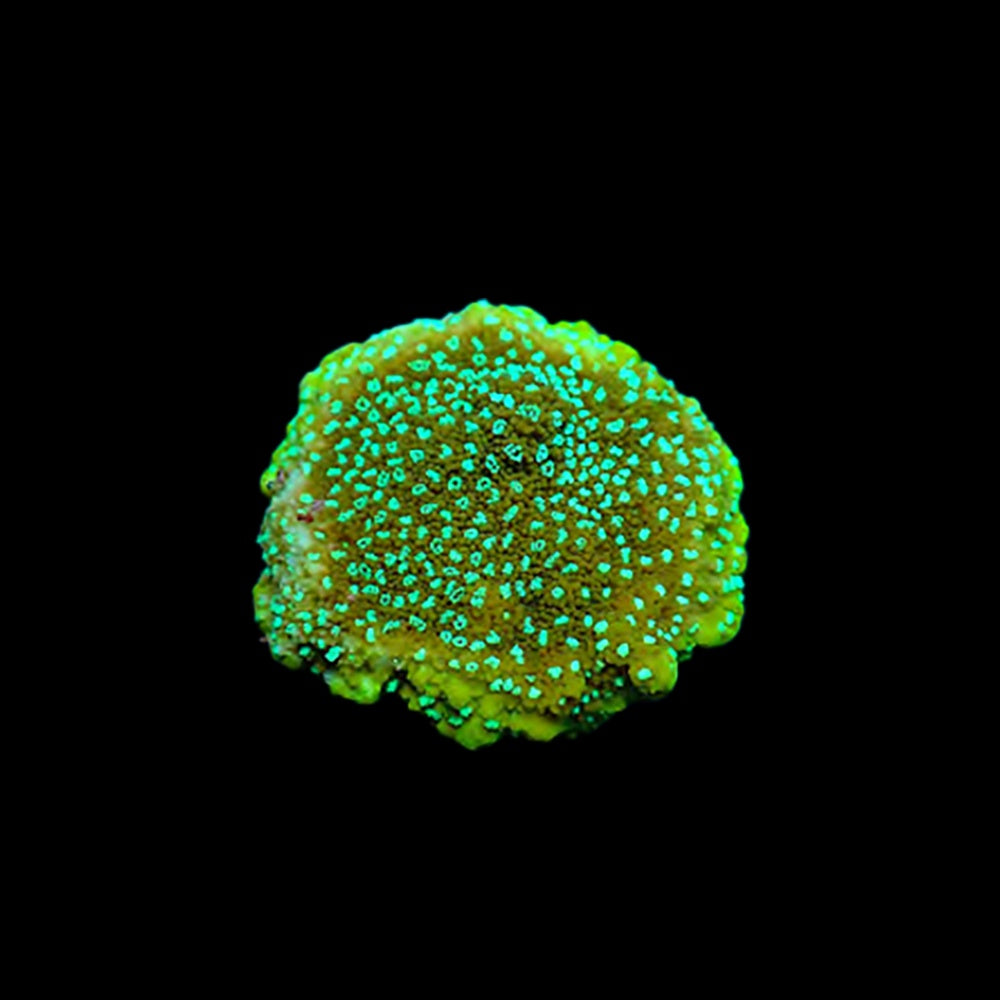 Montipora Chartreuse
