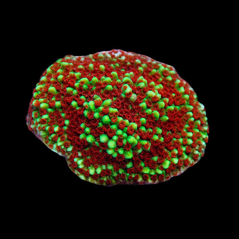 Montipora Chilli Pepper
