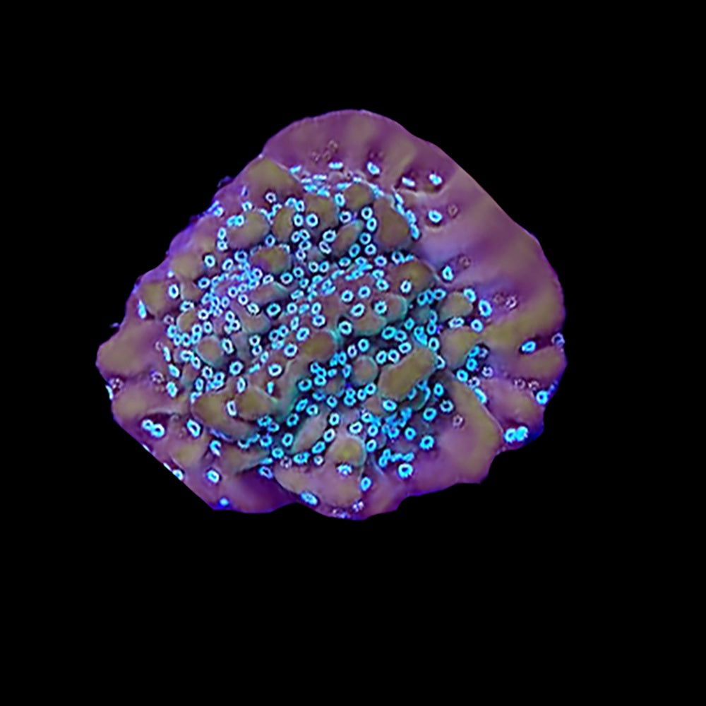 Montipora Cookies and Cream