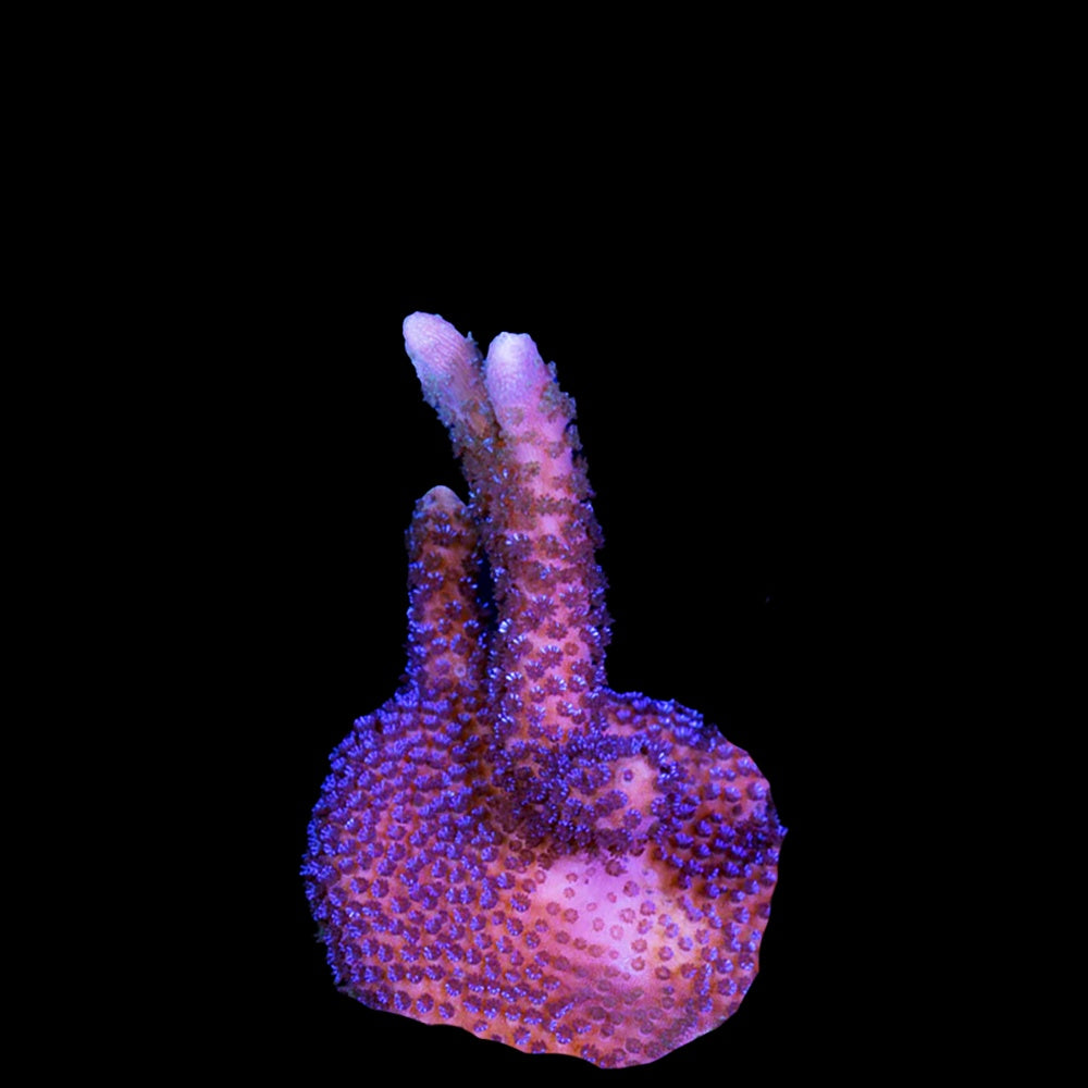 Montipora Digitata Blue