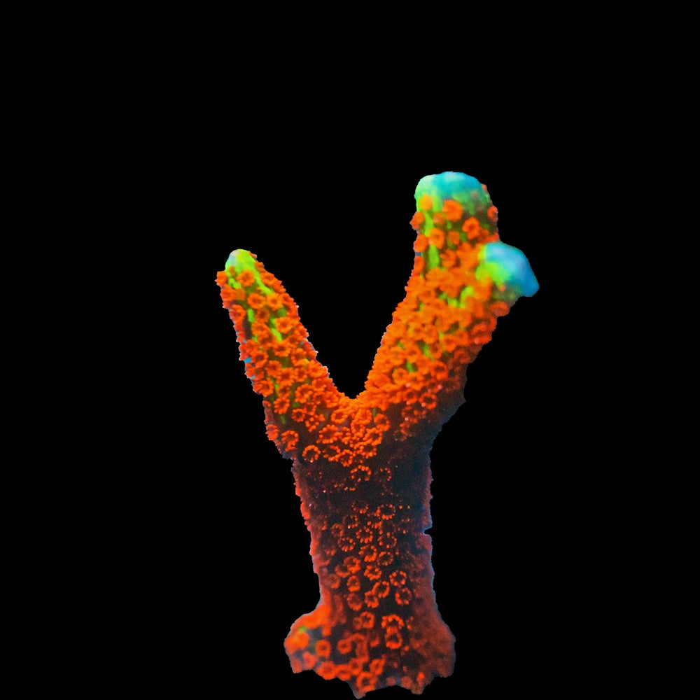 Montipora Digitatta Bubblegum