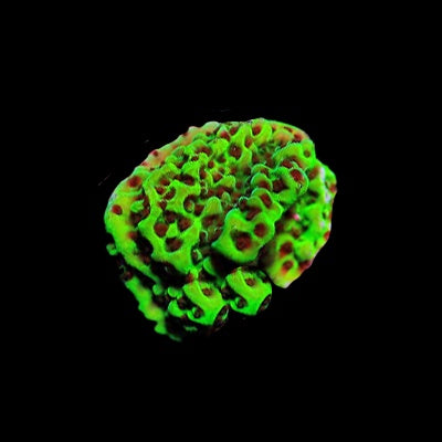 Montipora Electric Forest