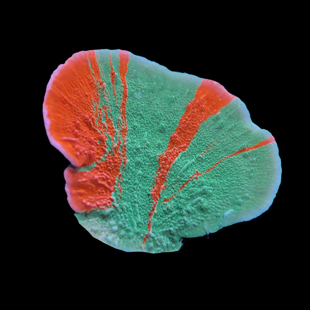Montipora Grafted Monti