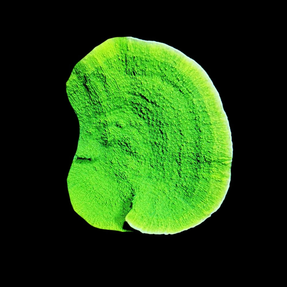 Montipora Green Cap