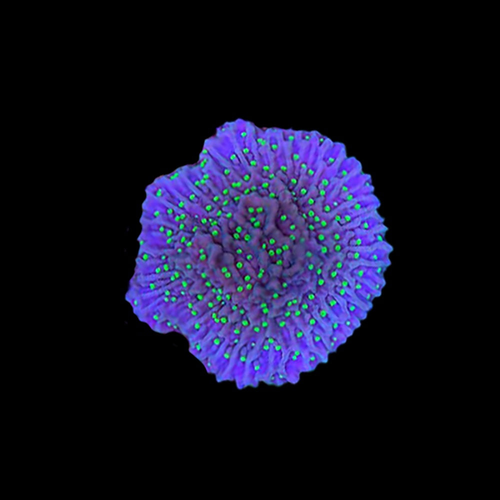 Montipora Green Eyed Monster