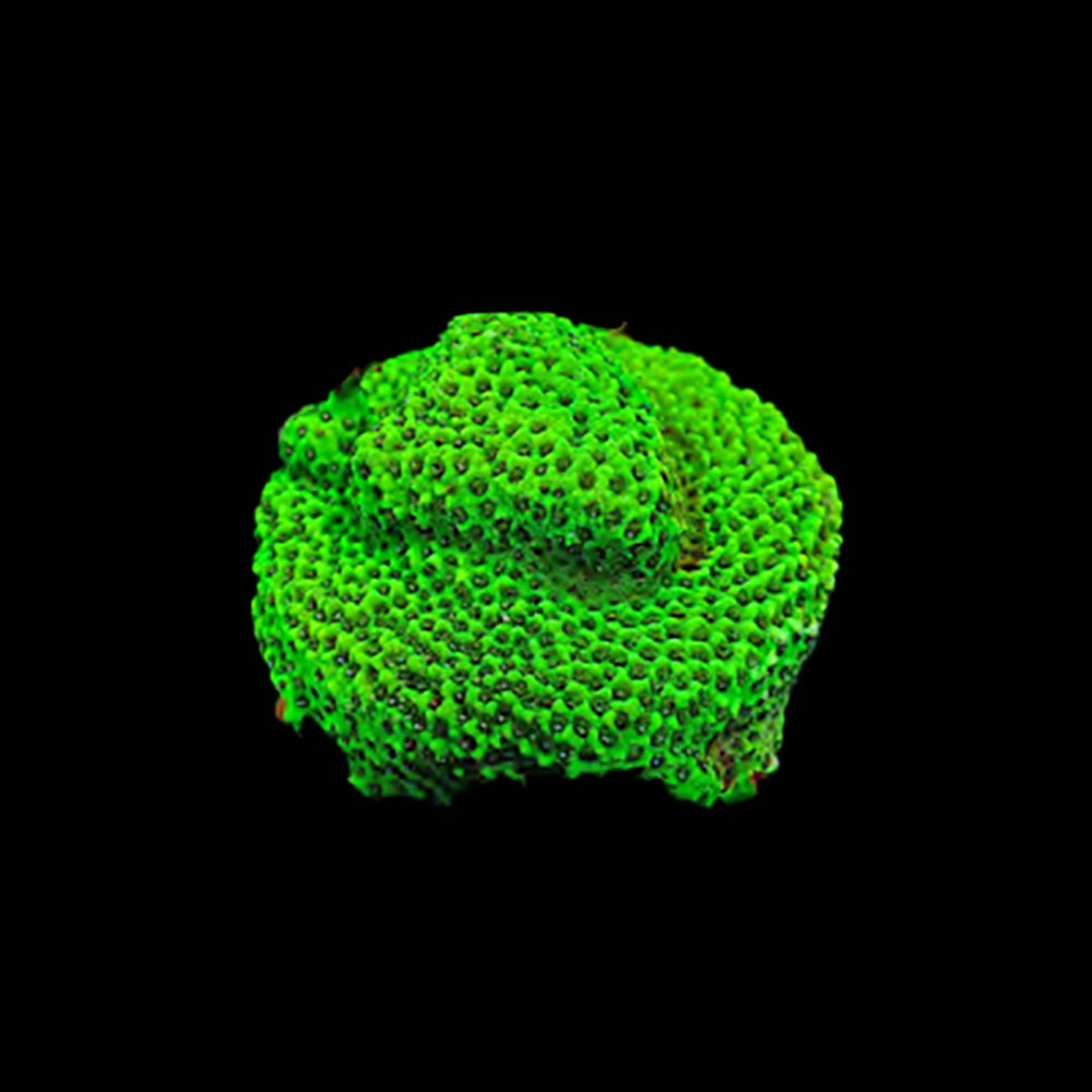 Montipora Green Mystic