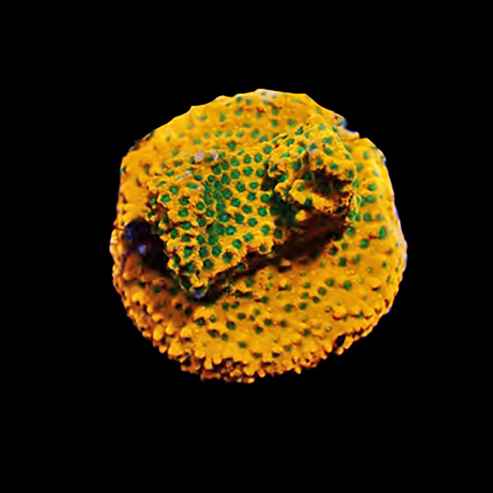 Montipora Lava Island