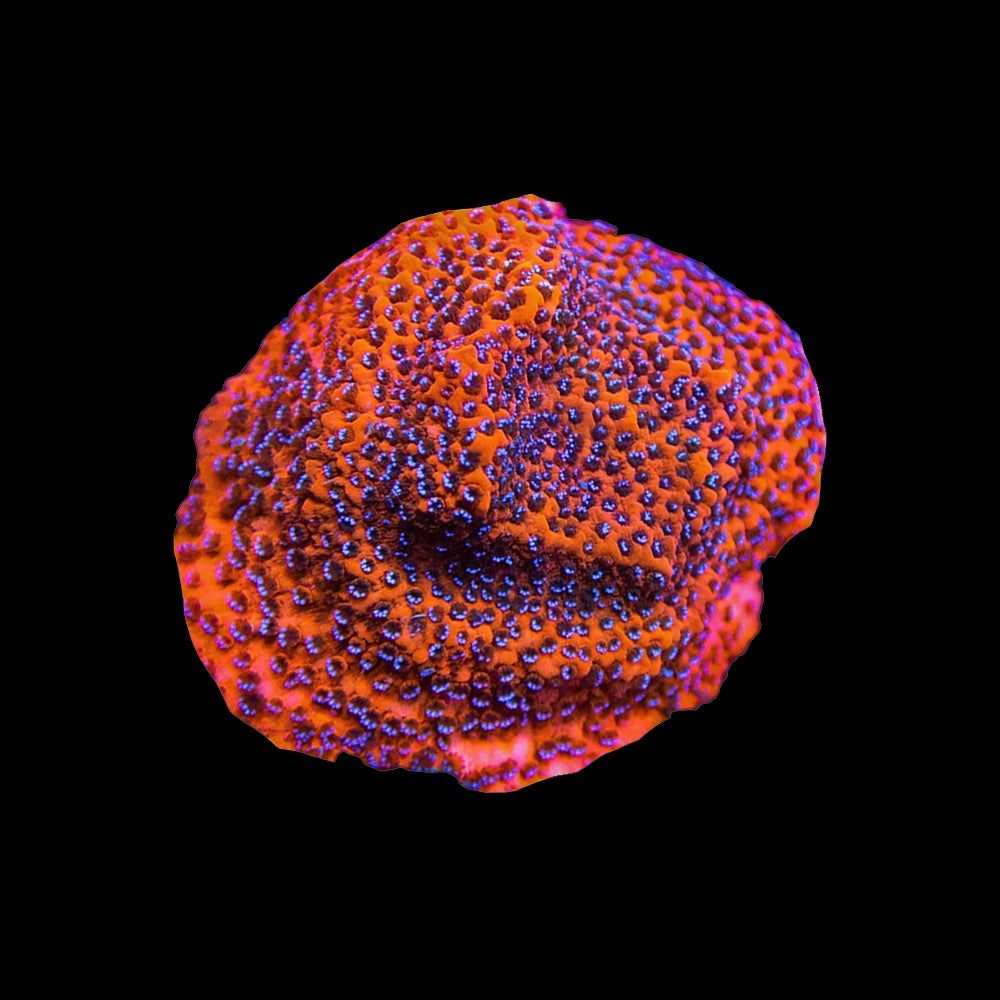 Montipora Mystic Sunset