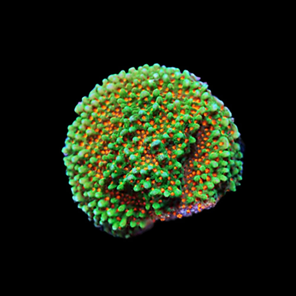 Montipora Orange Skittles