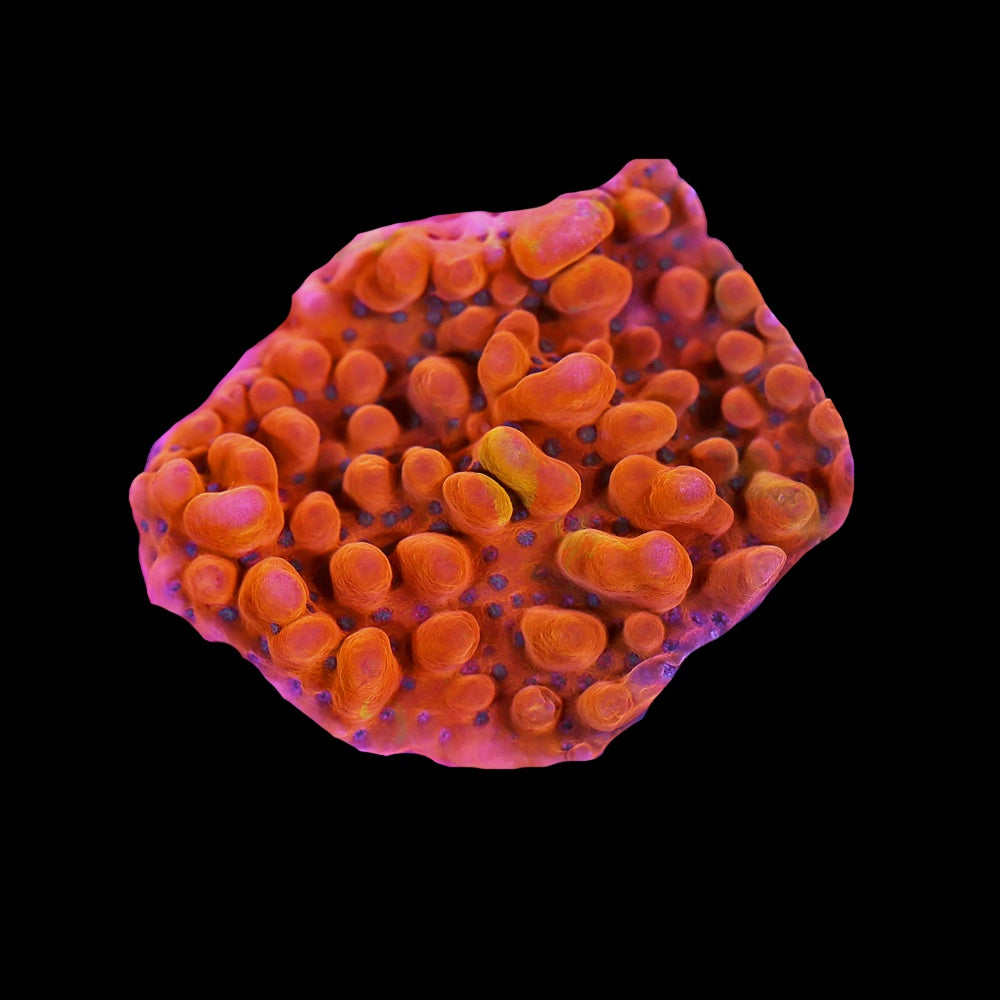 Montipora Danae Phoneix