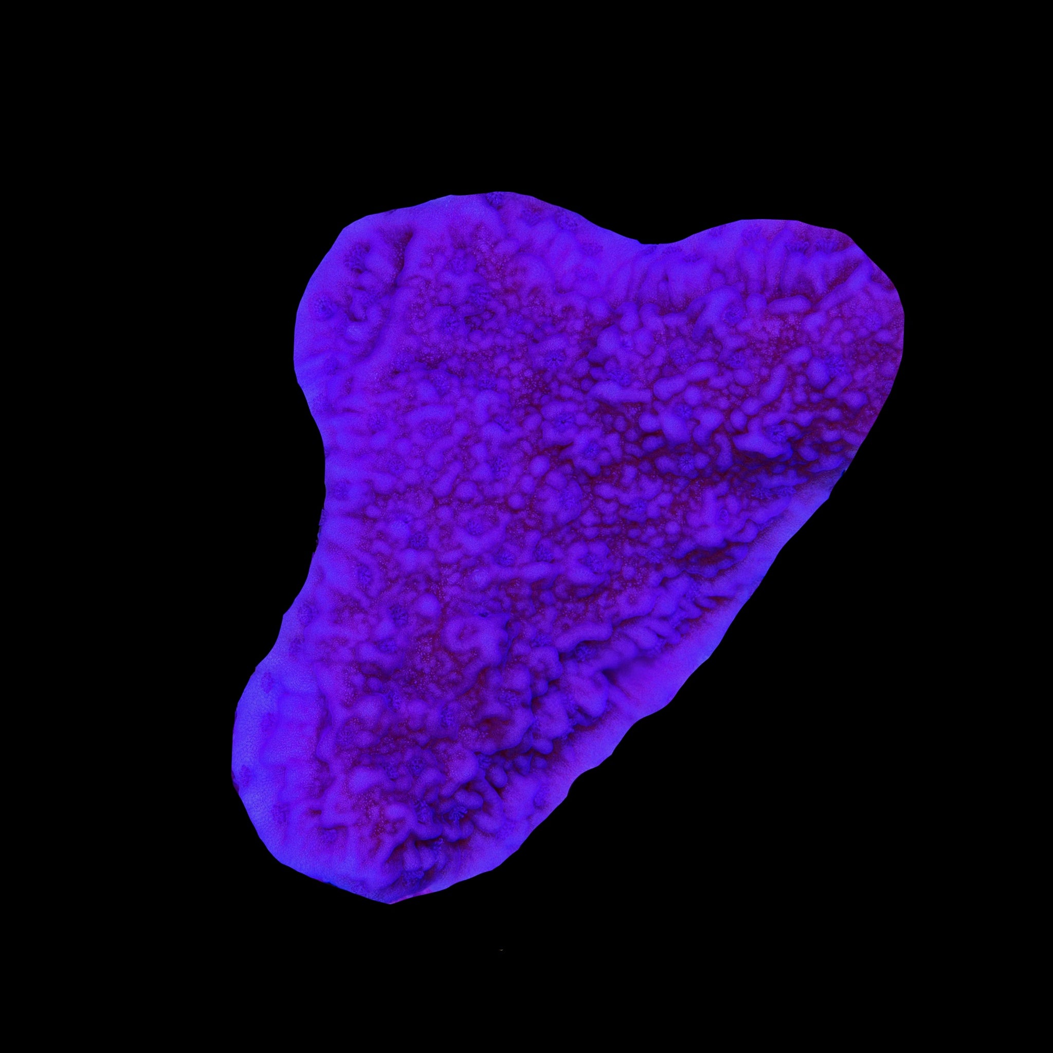Montipora Cap Purple
