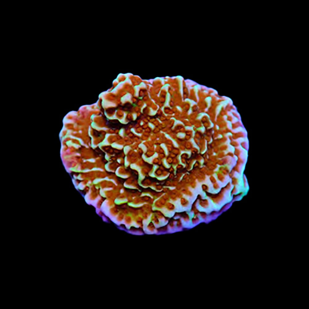 Montipora Purple Haze
