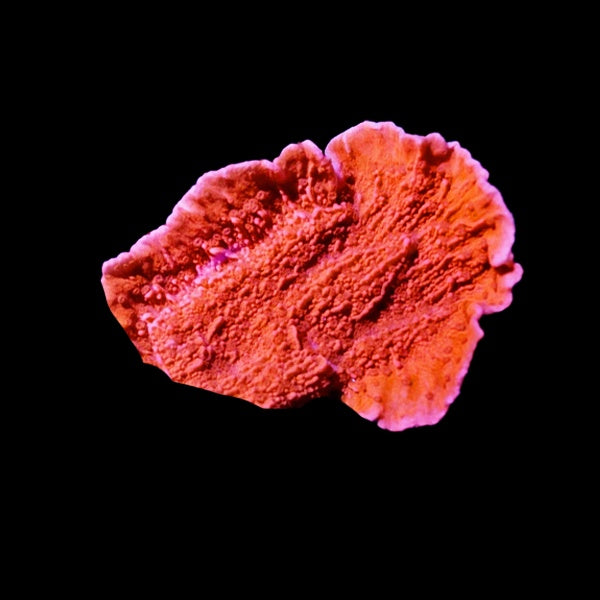 Montipora Red Cap