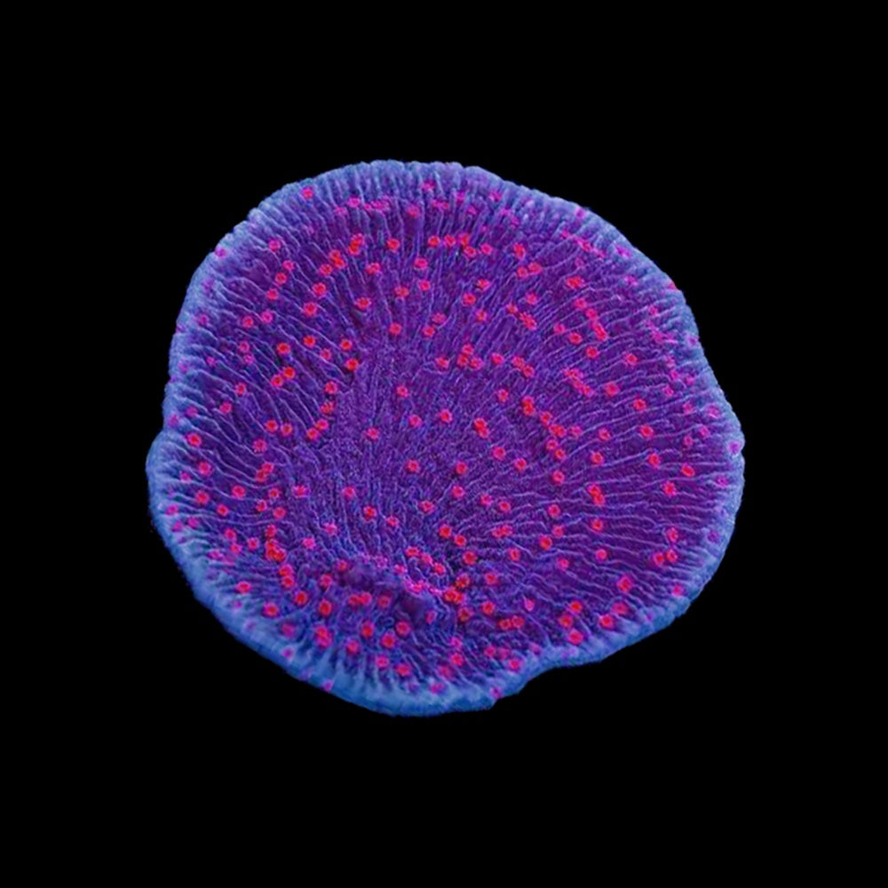 Montipora Red Roses