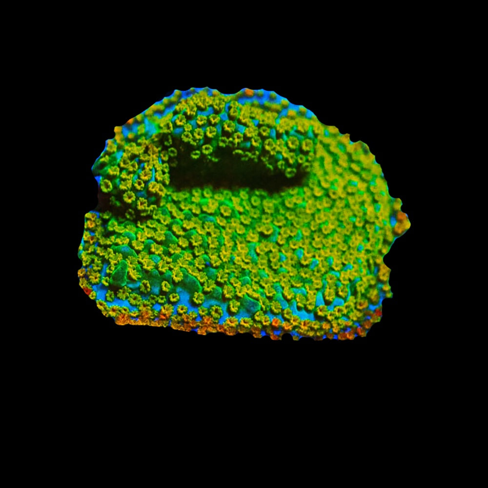 Montipora Reverse Rainbow