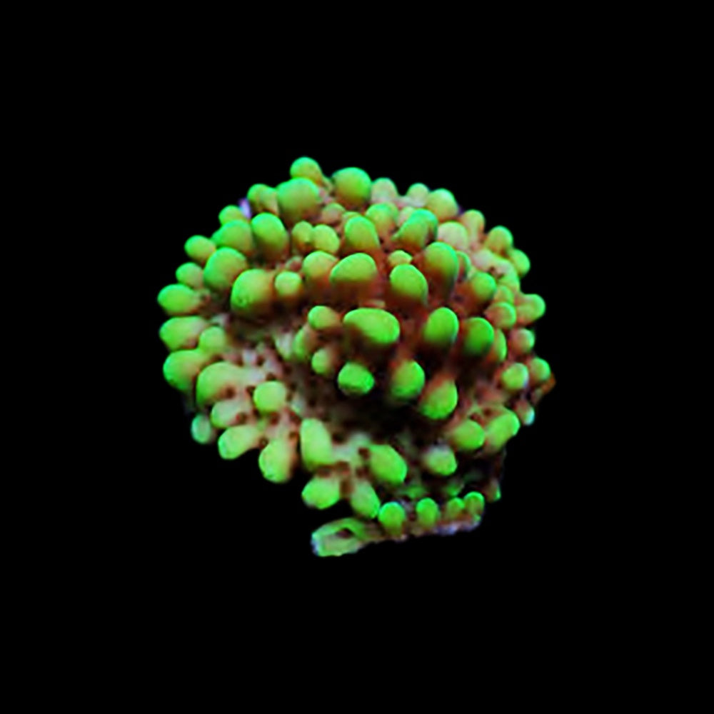 Montipora Solar Flare
