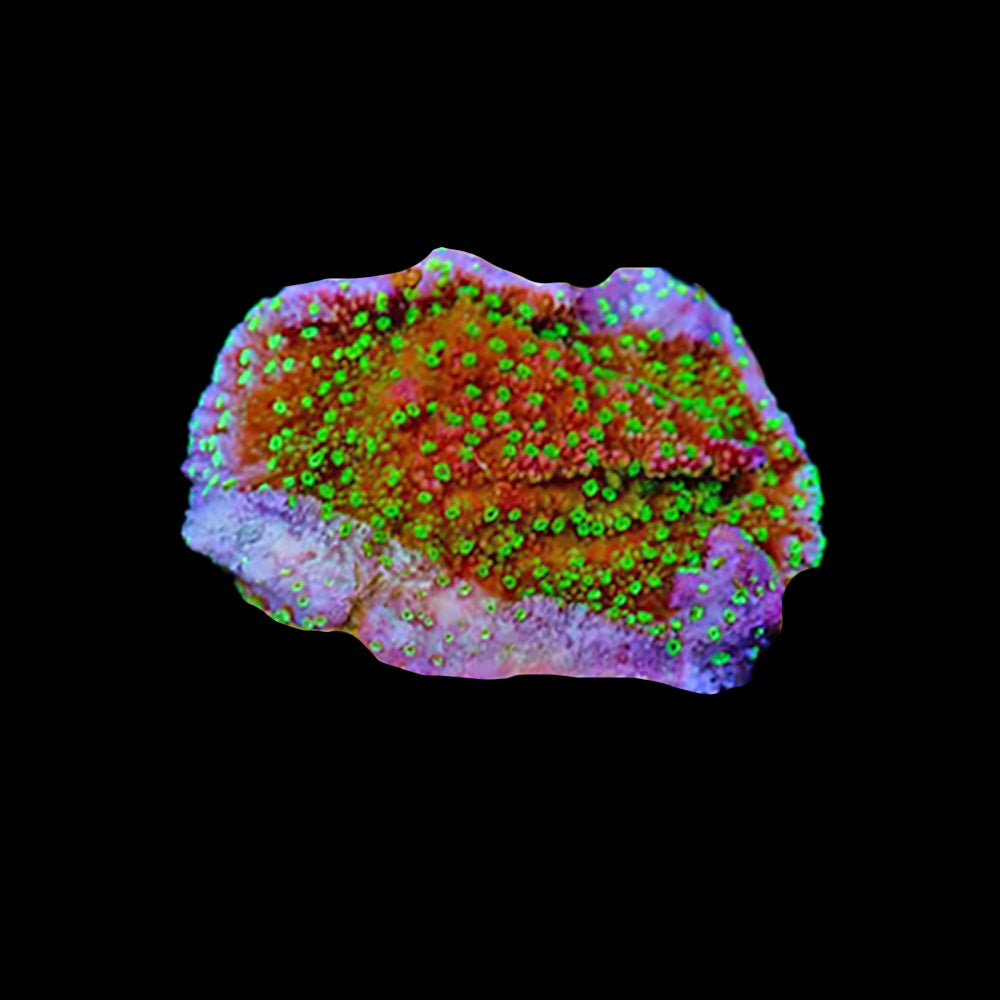 Montipora Spearmint