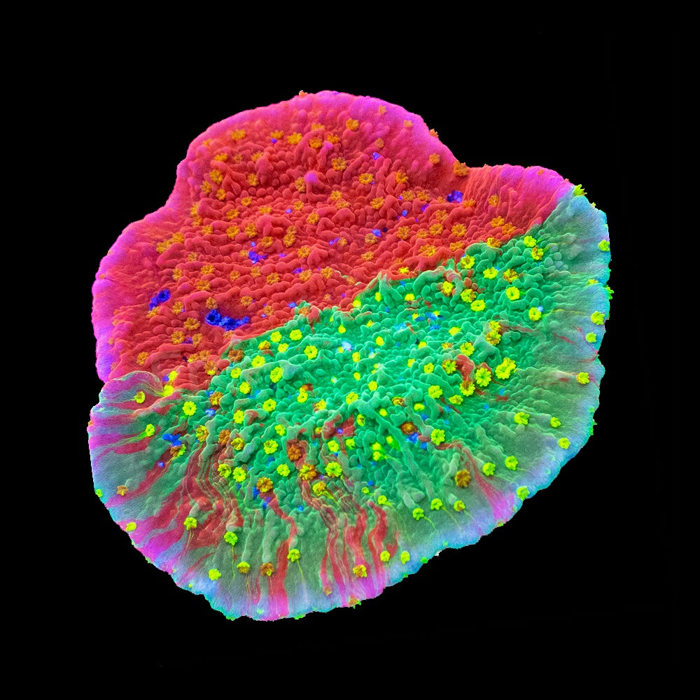 Montipora Grafted Sunrise