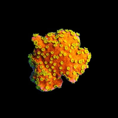 Montipora Sunfire