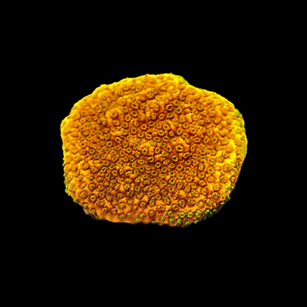 Montipora Tequila Sunrise