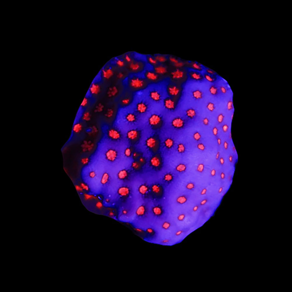 Montipora Venom
