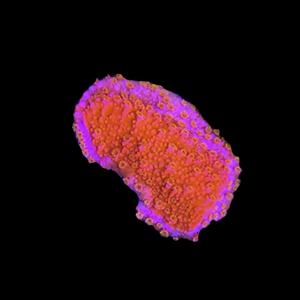 Montipora Wildfire