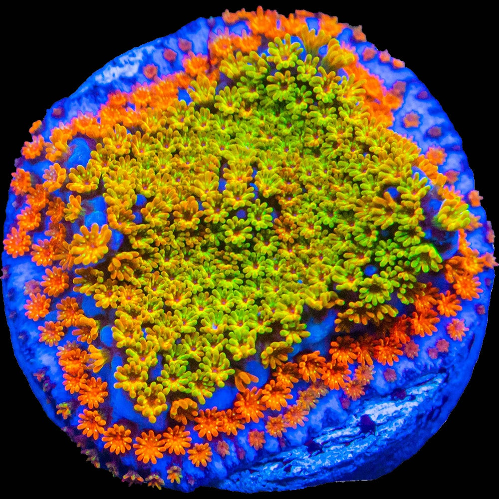 Montipora Rainbow