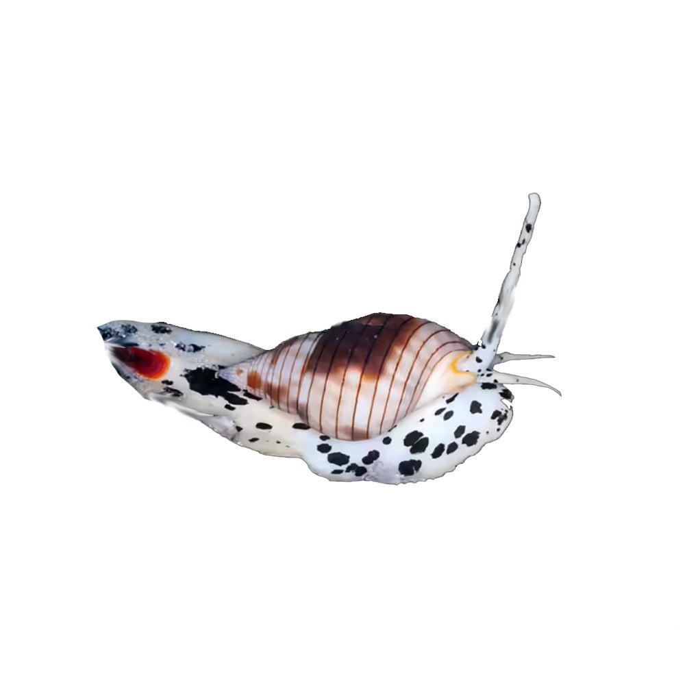 Spotted Zombie Whelk (Nassarius Papillosus)