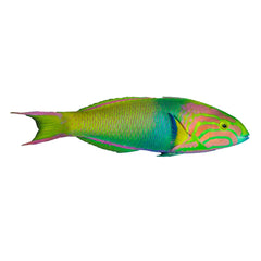 Moon Wrasse (Thalassoma Lunare)