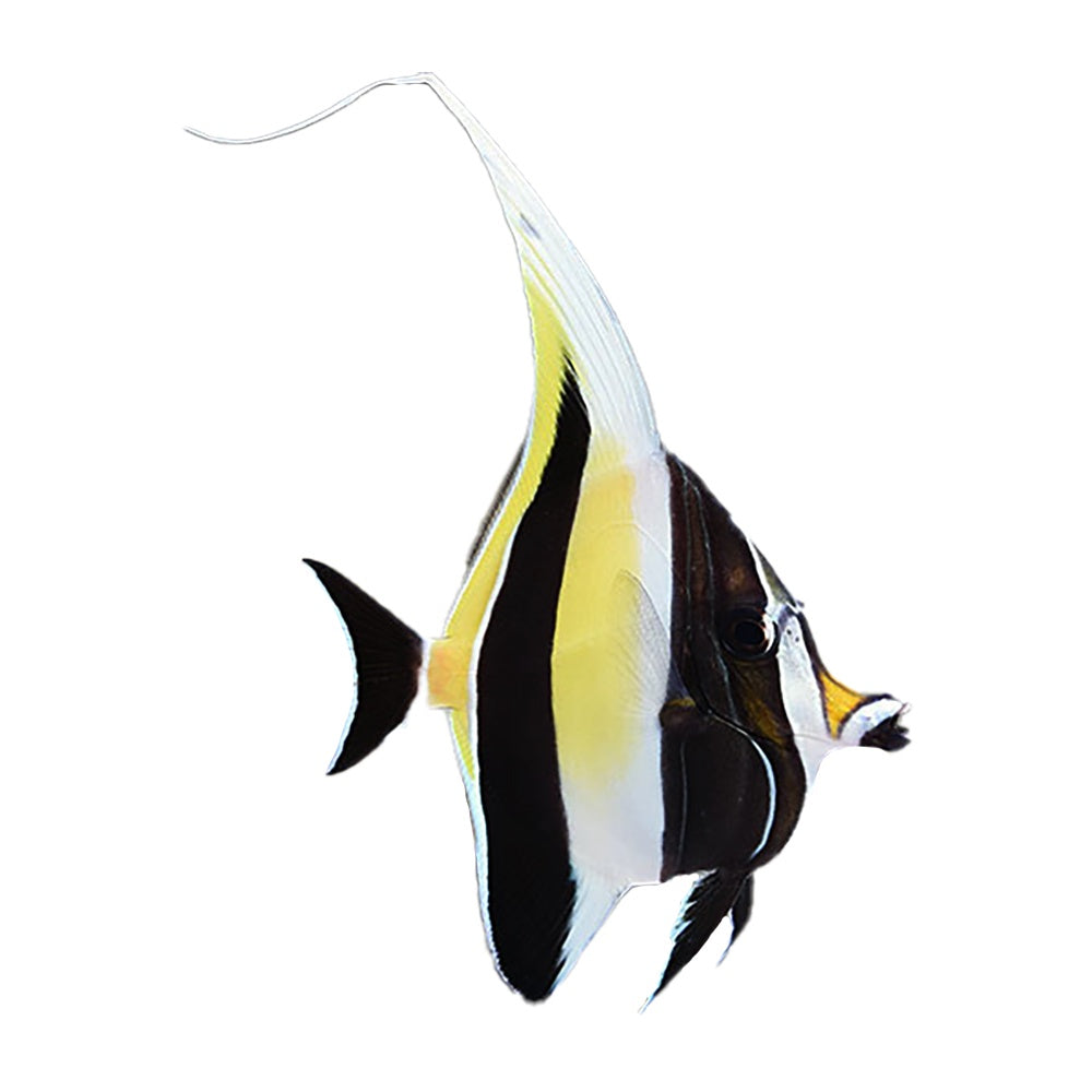 Moorish Idol (Zanclus Cornutus)