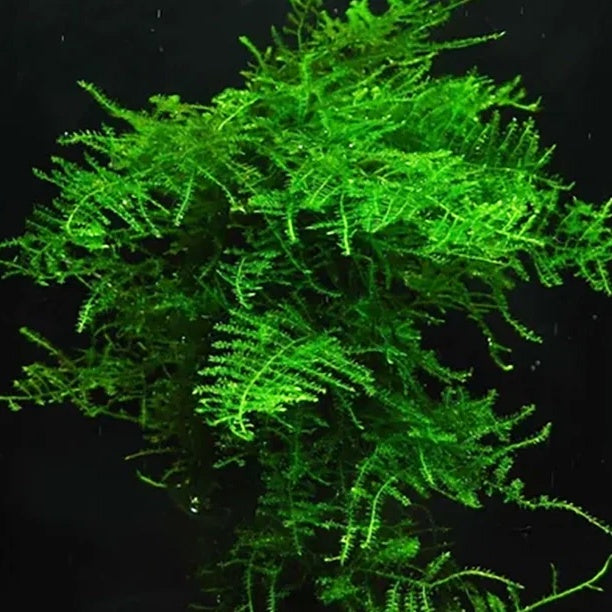 Christmas Mini Moss
