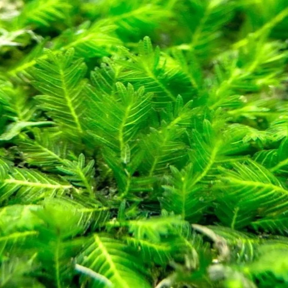 Moss Nobilis Fissiden