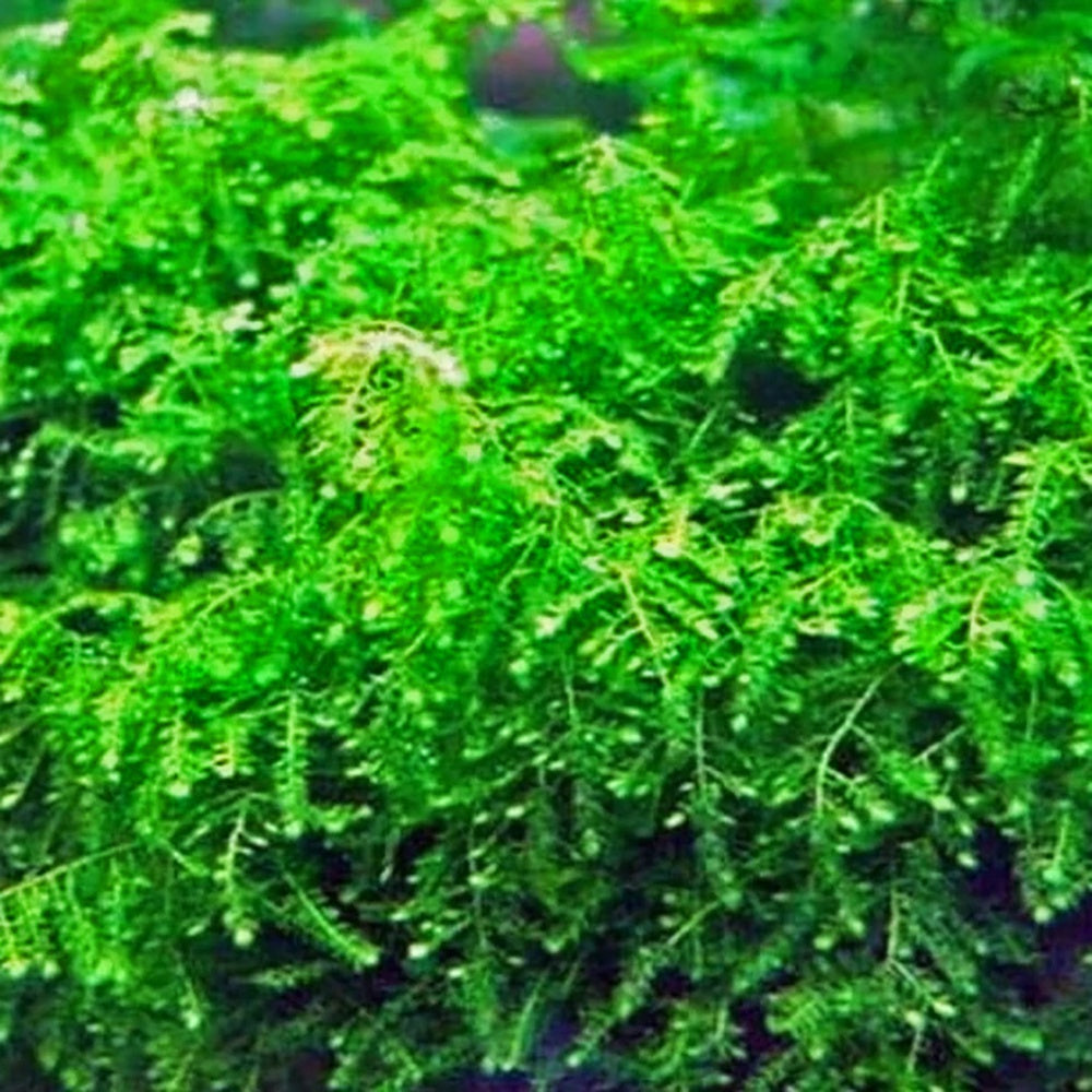 Weeping Moss