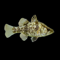 Mouth Almighty (Glossamia Aprion)