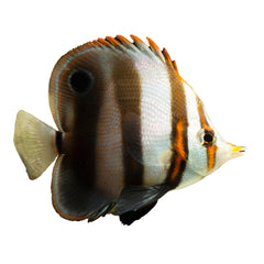 Muelleri Butterfly (Chelmon Muelleri)