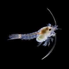 Mysid Shrimp