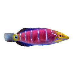 Mystery Wrasse (Pseudocheilinus Ocellatus)
