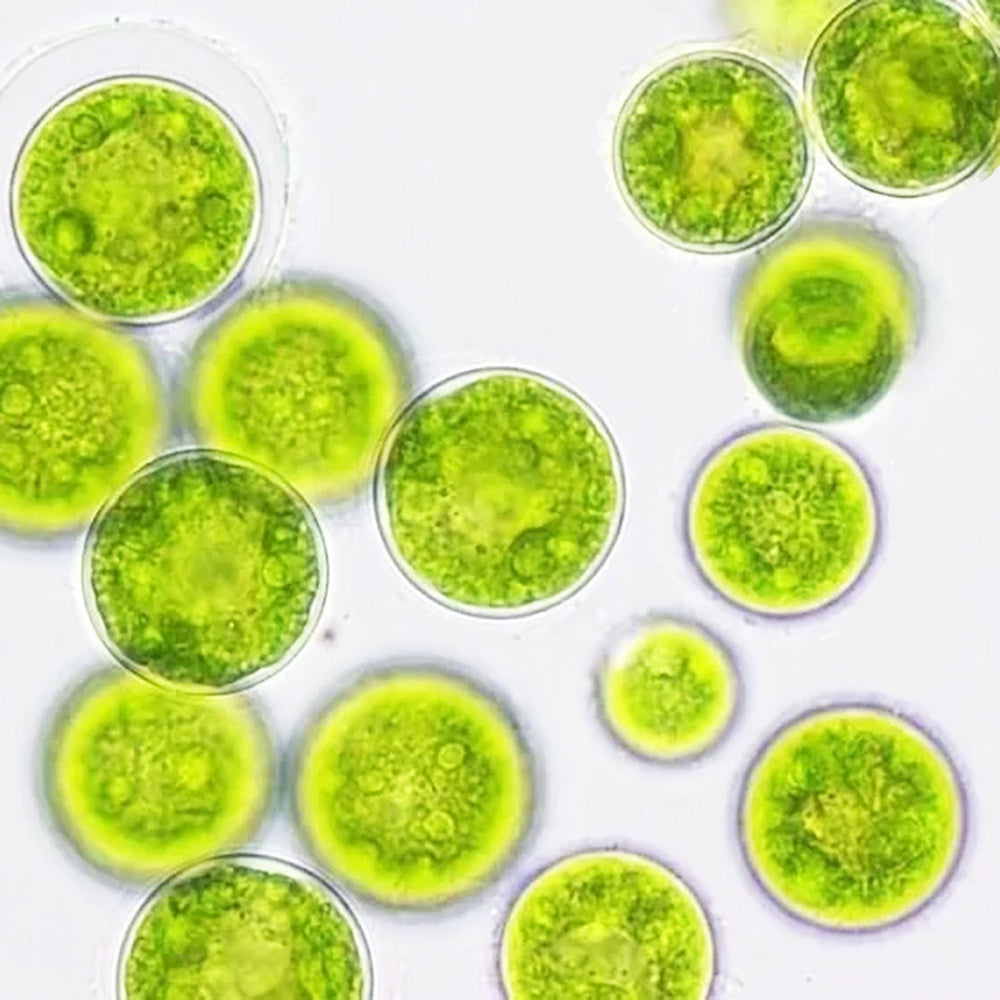Live Phytoplankton - Nannochloropsis