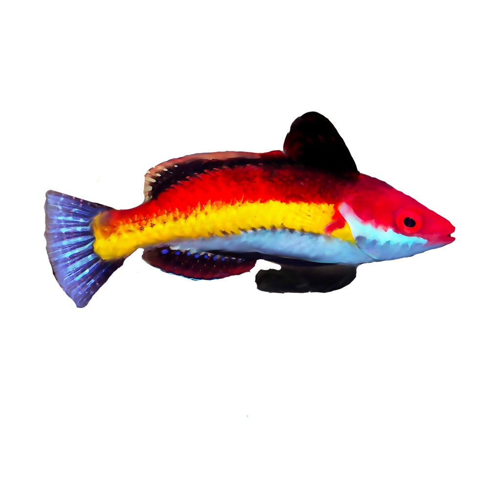 Naoko Fairy Wrasse (Cirrhilabrus Naokoae)