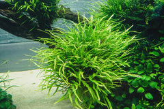 Microsorum Pteropus (Needle Leaf Fern)