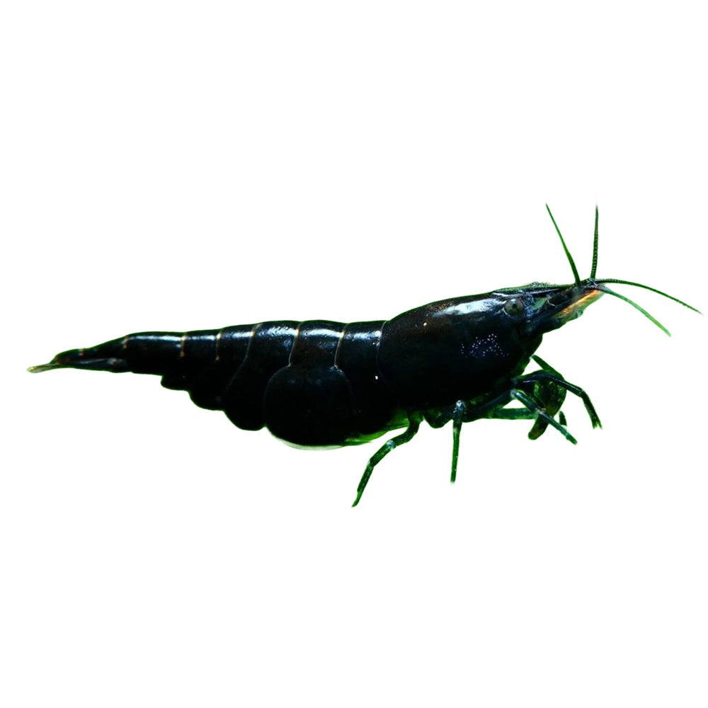 Shrimp Black Cherry