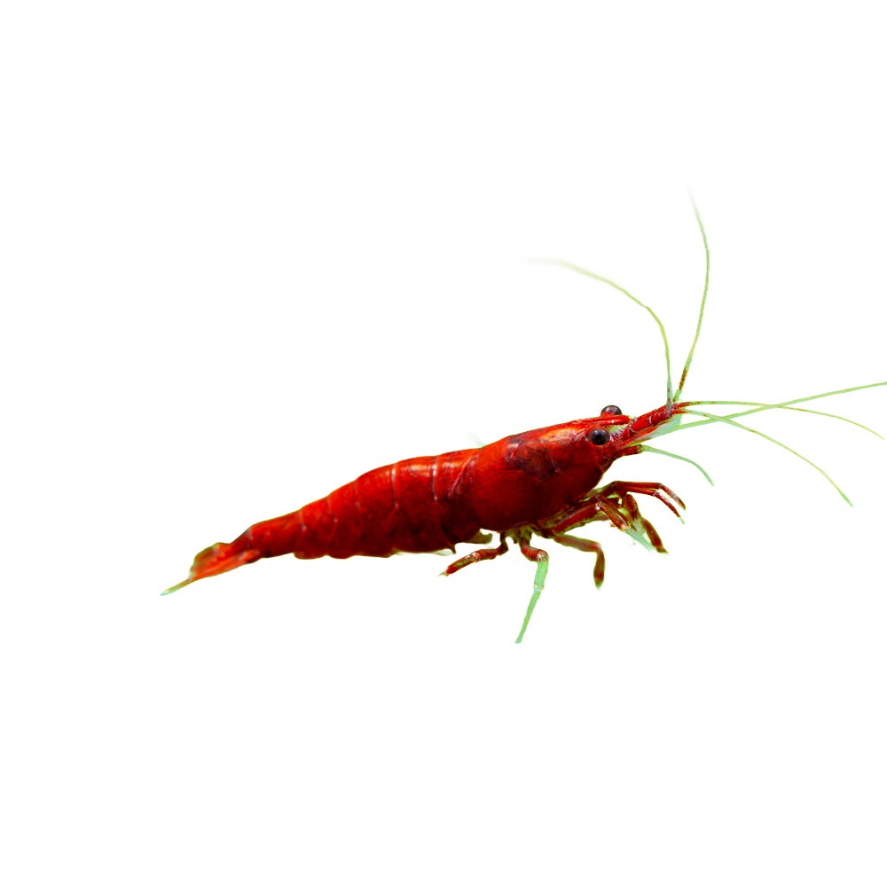 Neocaridina Shrimp Bloody Mary