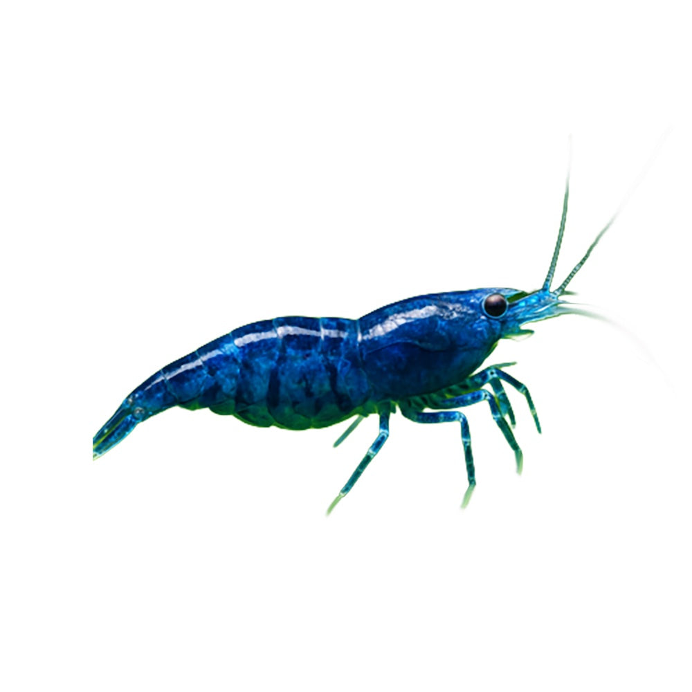 Shrimp Blue Dream