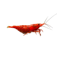 Shrimp Fire Red